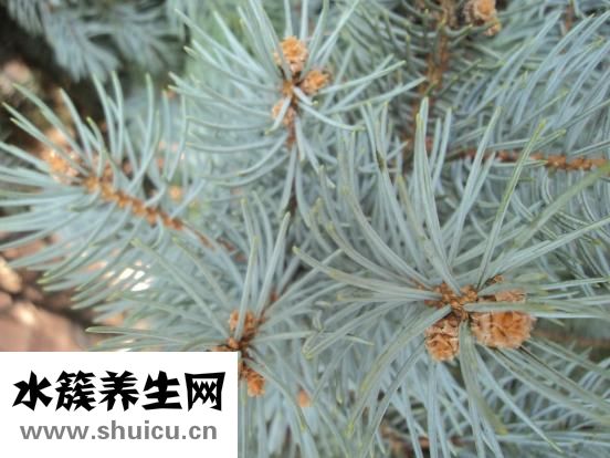 黑魚怎么釣好釣