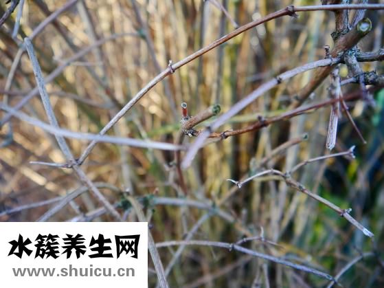 馬蹄蓮怎么分支