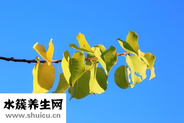 金錢樹換盆怎么澆水