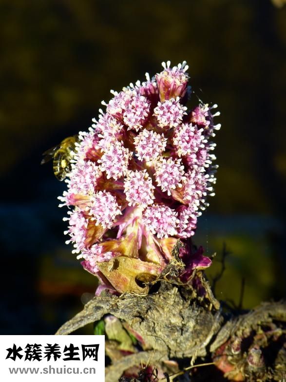 吃了香蕉胃痛怎么辦