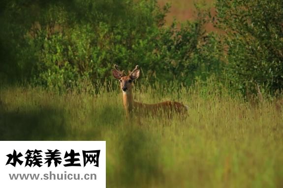 鹿茸怎么分辨好壞