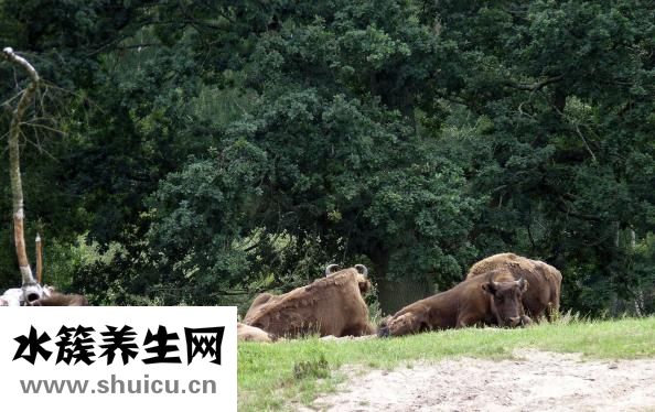 黃牛怎么搶掛號的