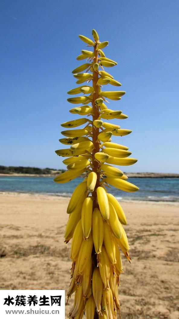 受傷紅腫怎么消腫