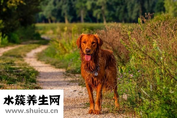 金毛很兇怎么辦