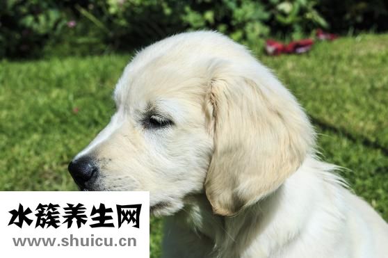 金毛很兇怎么辦