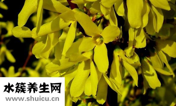 魚磷病怎么治療