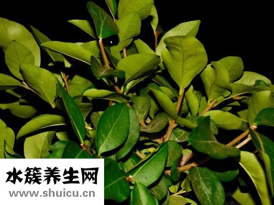 骨頭肥料怎么做