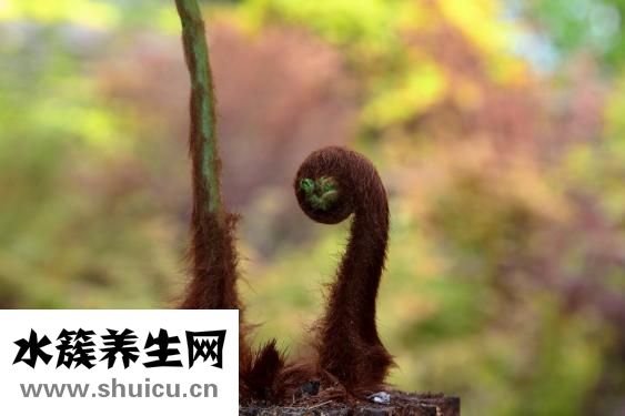 野生干靈芝怎么切片