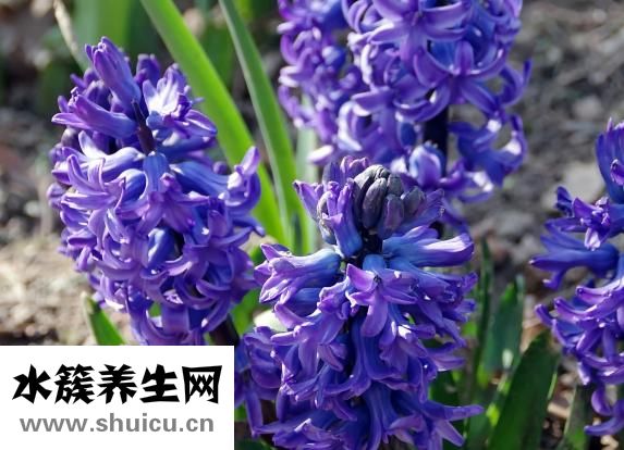 風(fēng)信子怎么換水