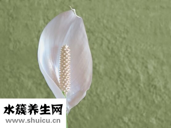 風(fēng)信子怎么換水