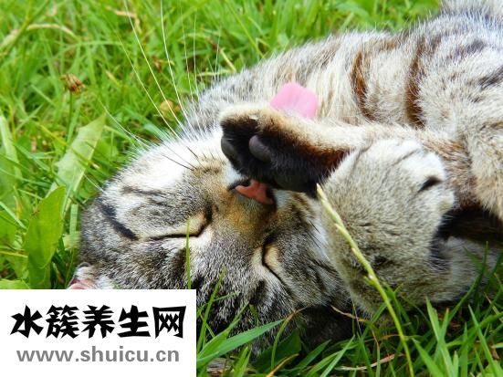 鸚鵡怎么補充蛋白質