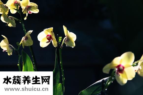 蘭花長白點怎么辦