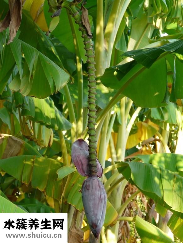 香蕉便怎么回事