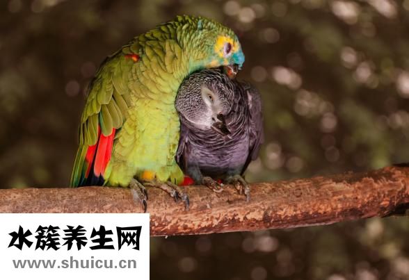 鸚鵡怎么補充蛋白質