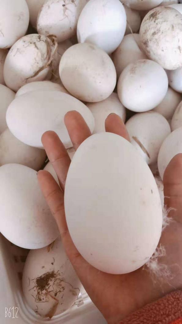 鵝蛋煮多長時間，煮煮吃鵝蛋治療風濕痛