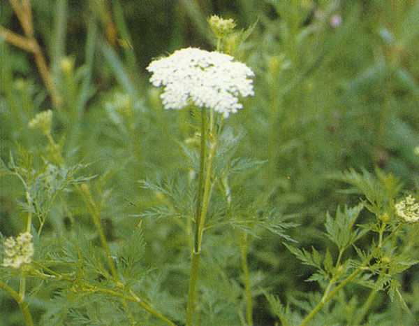 蛇床子的功效與作用，蛇床子的功效與作用及禁忌副作用