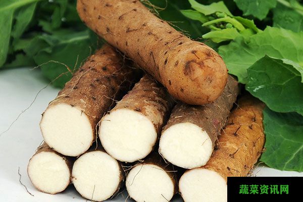 山藥的功效與作用及禁忌，靈芝山藥的功效與作用及禁忌