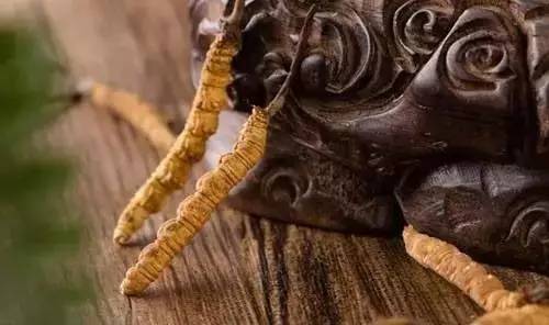 癌癥患者可以吃蟲草不（癌癥病千萬不能吃蟲草）