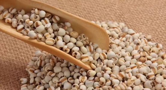 炒薏苡仁和生薏仁的功效與作用（炒薏苡仁的功效與作用）