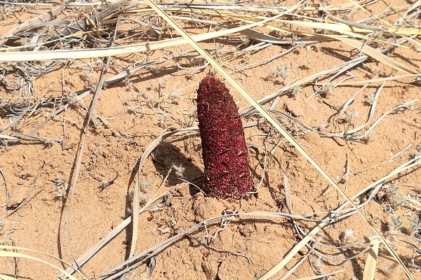 肉蓯蓉禁忌哪些食物（肉蓯蓉三種人不能吃）