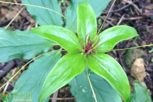 未來10大暴利藥材種植技術(未來10大暴利藥材種植)