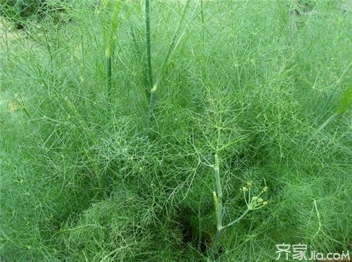 茴香菜的功效與作用及營養價值(茴香菜的功效與作用)