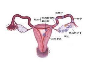 女人的排卵期是什么時候(排卵期女人的6大表現)