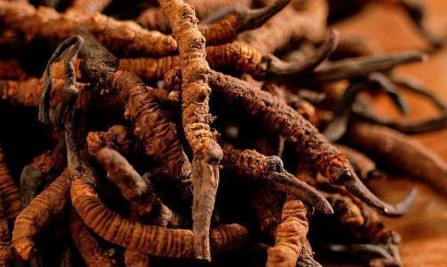 冬蟲(chóng)夏草吃了什么功效關(guān)節(jié)痛吃（冬蟲(chóng)夏草吃了什么功效）
