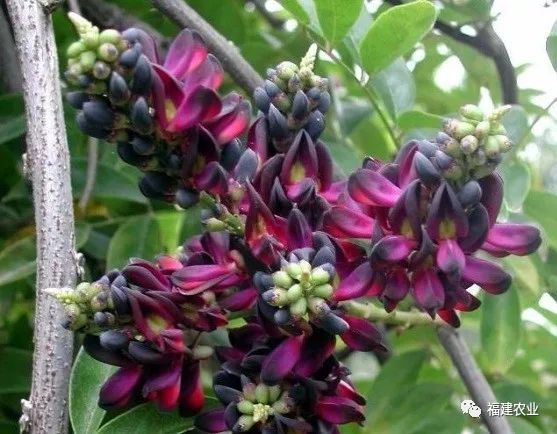 菟絲子的功效與作用的功能與主治圖片（菟絲子的功效與作用的功能與主治）