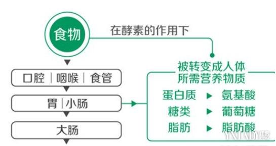 吃酵素的好處和壞處有哪些(吃酵素的好處和壞處)