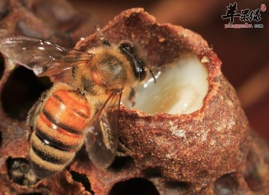 蜂王漿的8大奇效(蜂王漿對女性的好處)