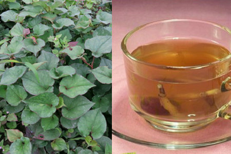 車前草的作用和功能主治（魚腥草的作用和功能主治）