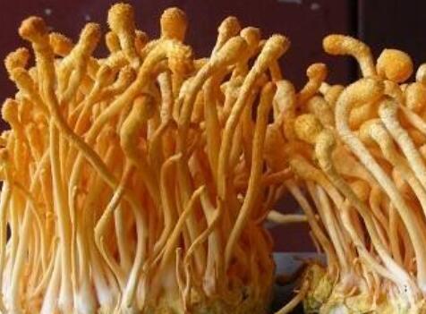 蟲草花三種人不宜吃干蟲草花怎么做涼拌菜（蟲草花三種人不宜吃）