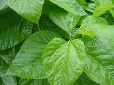 連翹的作用和功能主治（桑葉的作用和功能主治）