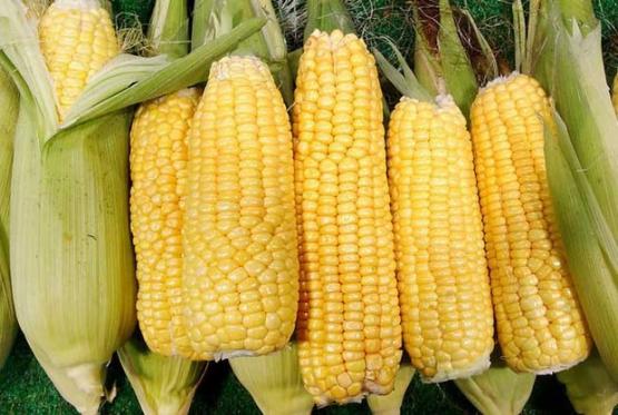 黑玉米的功效與作用及營養價值（玉米的功效與作用及營養價值）