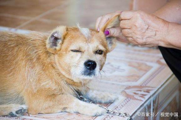 狗狗發燒的癥狀表現(狗狗發燒的癥狀)