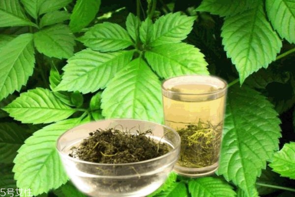 絞股藍(lán)泡水喝的功效和副作用降血脂嗎（絞股藍(lán)泡水喝的功效）