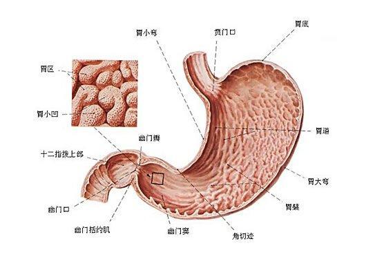 萎縮性胃炎的癥狀表現有哪些怎么治(萎縮性胃炎的癥狀)