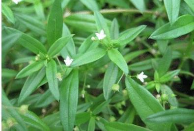 10大抗腫瘤中草藥白花蛇舌草金子金櫻子（10大抗腫瘤中草藥白花蛇舌草）