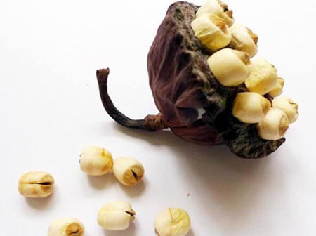 蓮子心的危害有多（蓮子心的危害）