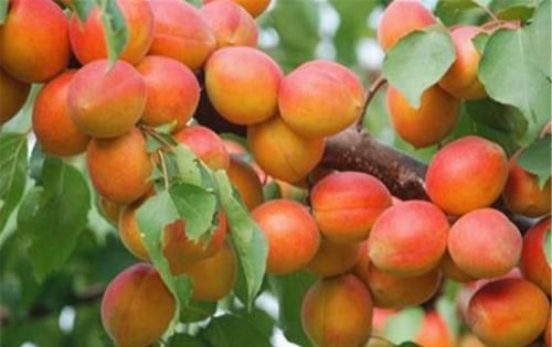 杏子的副作用會引起（杏子的副作用）