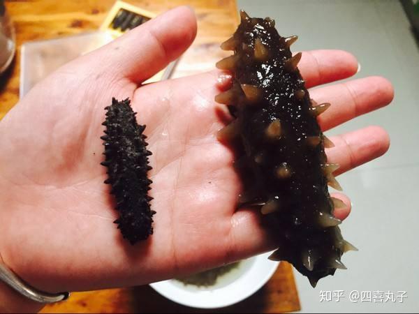 海參怎么泡發干海參正確方法視頻（海參怎么泡發）