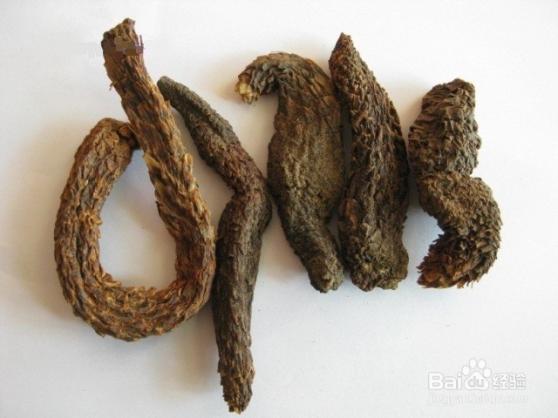 肉蓯蓉的功效與用法（肉蓯蓉的功效與副作用）