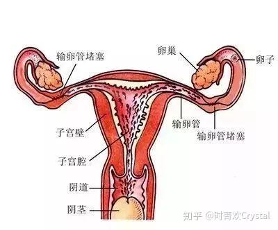 女性支原體是怎么感染上的是不是不影響懷孕（女性支原體是怎么感染上的）