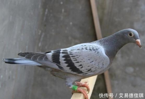 哪三種人不能吃鴿子（哪三種人不能吃鴿子補(bǔ)血湯）