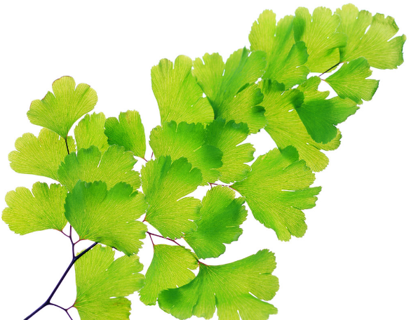 銀杏葉片的神奇功效(銀杏葉片的神奇功效系)