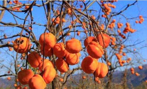 柿子能治十種病（柿子管治什么病呢）