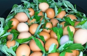 艾葉煮雞蛋的功效（艾葉煮雞蛋的功效與作用機理）