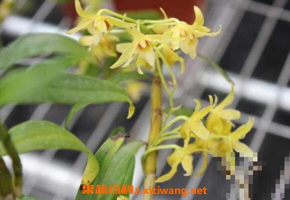 鐵皮石斛花的功效與作用及禁忌(鐵皮石斛花的功效與作用有哪些)