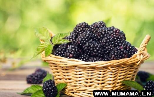 桑椹功效和禁忌（桑椹功效和禁忌用藥期間什么不能吃）